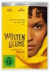 Wüstenblume