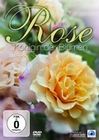 Rose - Königin der Blumen
