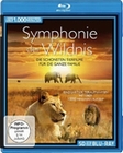 Symphonie der Wildnis - Die schönsten Tierfilme