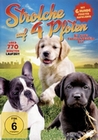Strolche auf 4 Pfoten - Die schönsten Hunde...
