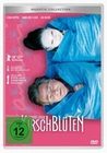 Kirschblten - Hanami